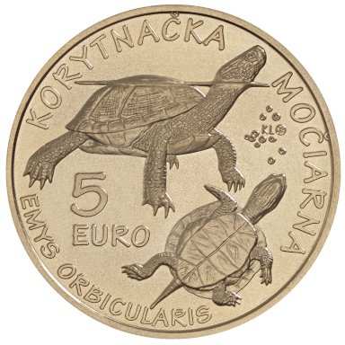 5 Eur 2026 - Turtle - back